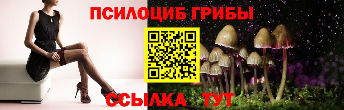 Михайловка  Псилоцибиновые грибы MAGIC MUSHROOMS  Вход с VPN  Псилоцибиновые грибы прущие грибы 